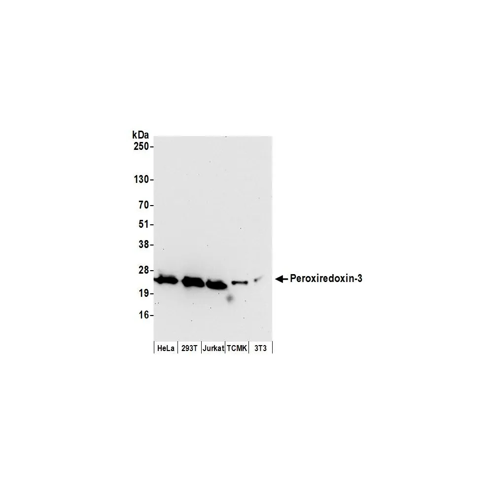 Rabbit anti-Peroxiredoxin-3 Antibody, Affinity Purified