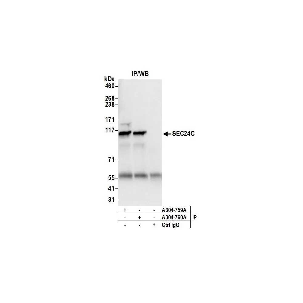 Rabbit anti-SEC24C Antibody, Affinity Purified