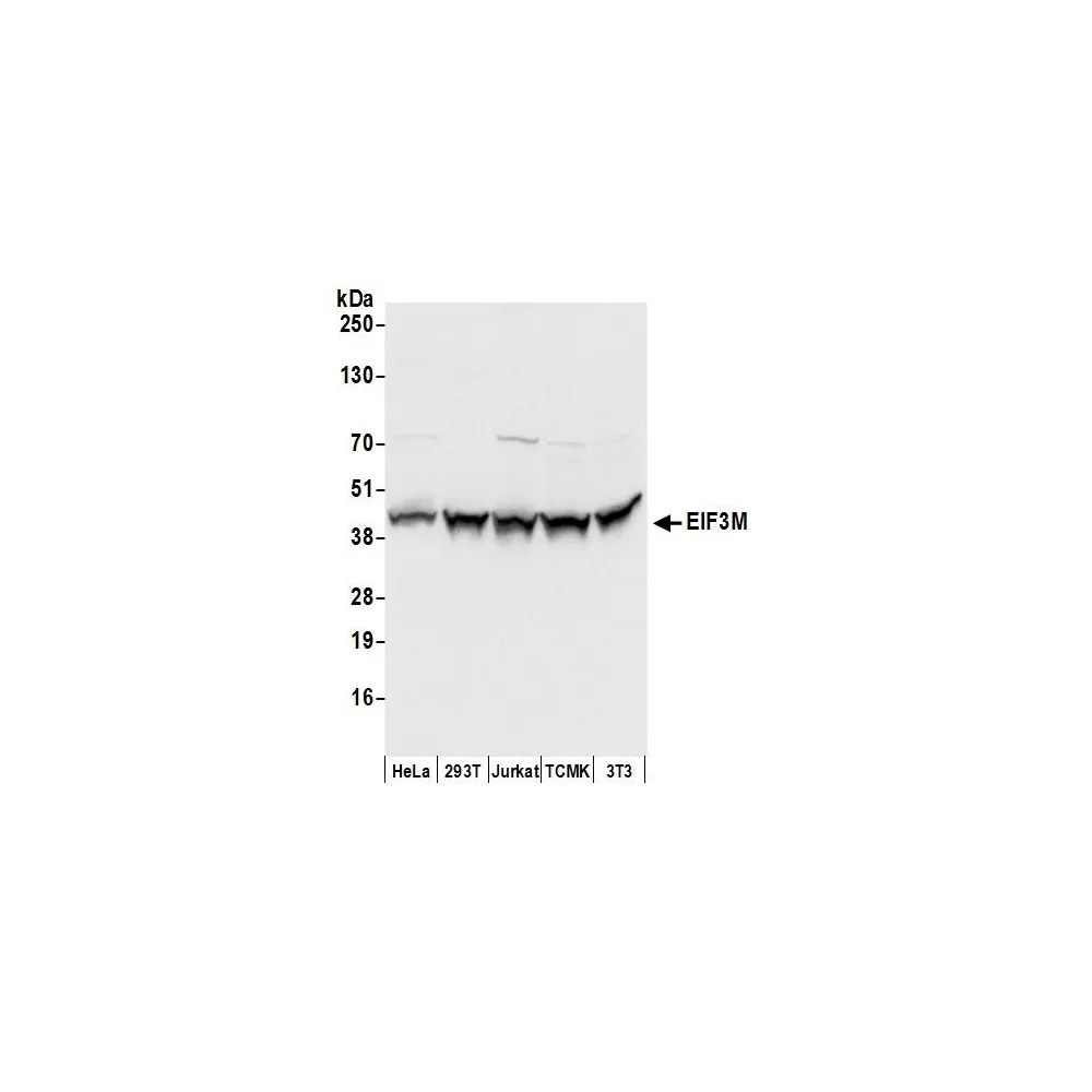 Rabbit anti-EIF3M Antibody, Affinity Purified