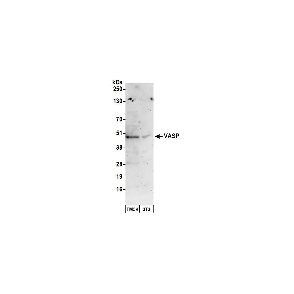 Rabbit anti-VASP Antibody, Affinity Purified