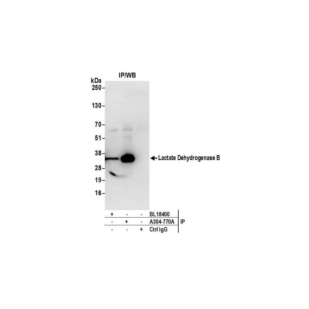 Rabbit anti-Lactate Dehydrogenase B/LDHB Antibody, Affinity Purified