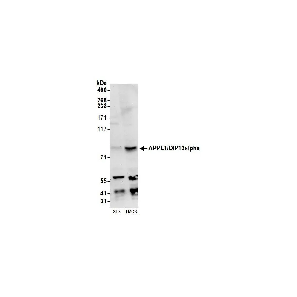 Rabbit anti-APPL1/DIP13alpha Antibody, Affinity Purified