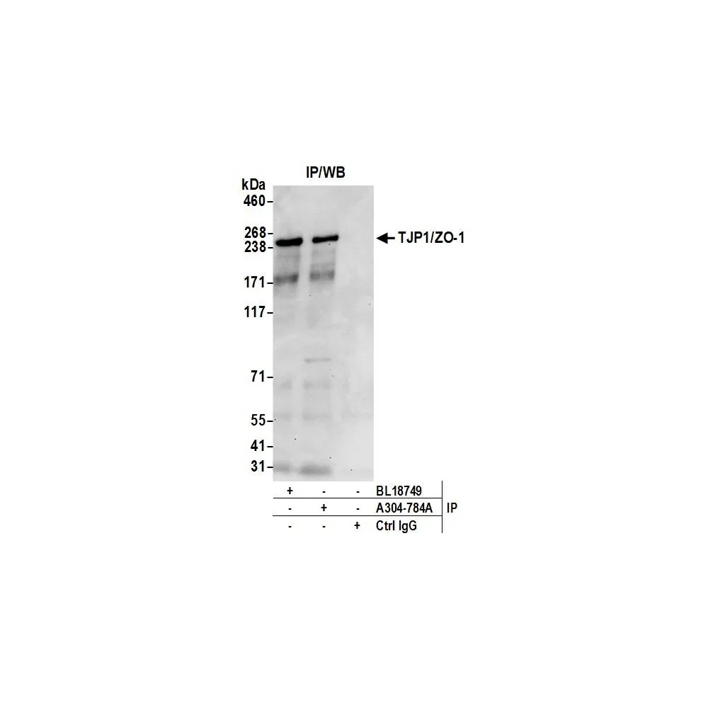 Rabbit anti-TJP1/ZO-1 Antibody, Affinity Purified