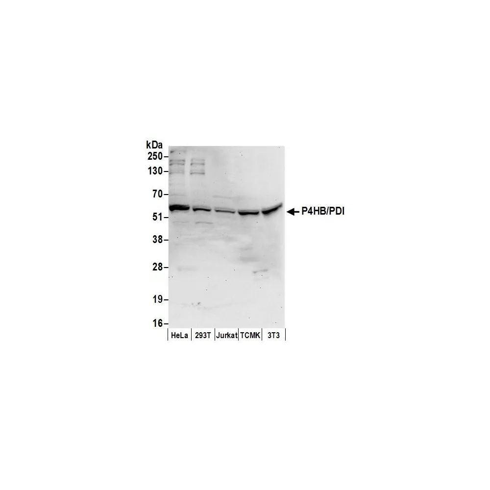 Rabbit anti-P4HB/PDI Antibody, Affinity Purified