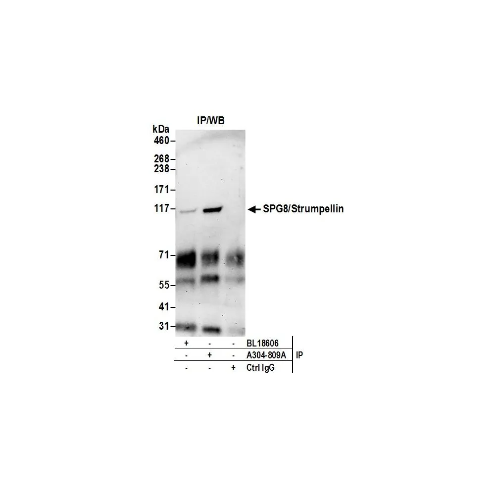 Rabbit anti-SPG8/Strumpellin Antibody, Affinity Purified