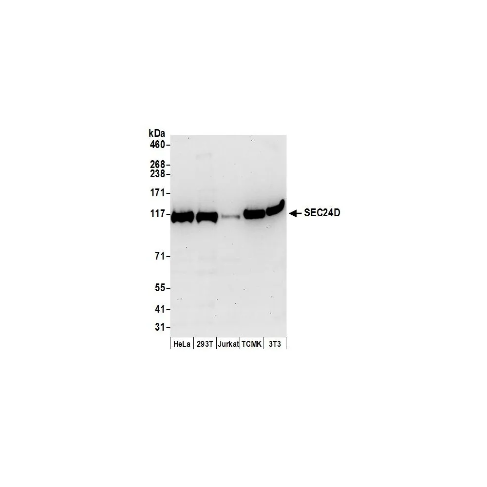 Rabbit anti-SEC24D Antibody, Affinity Purified