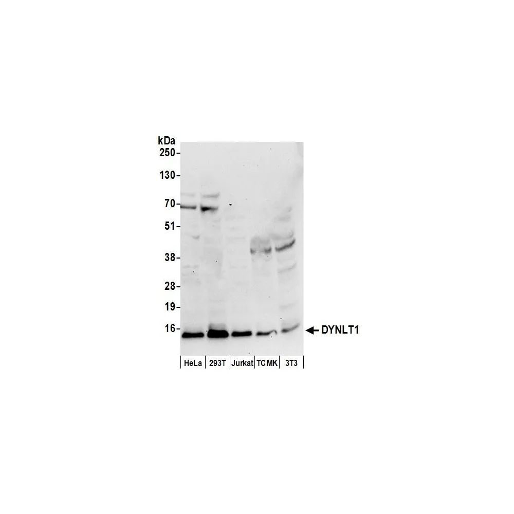 Rabbit anti-DYNLT1 Antibody, Affinity Purified