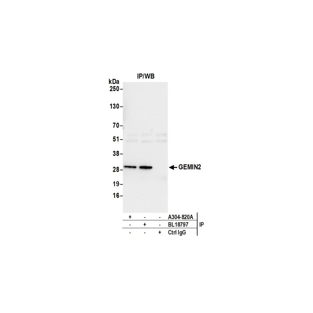 Rabbit anti-GEMIN2 Antibody, Affinity Purified