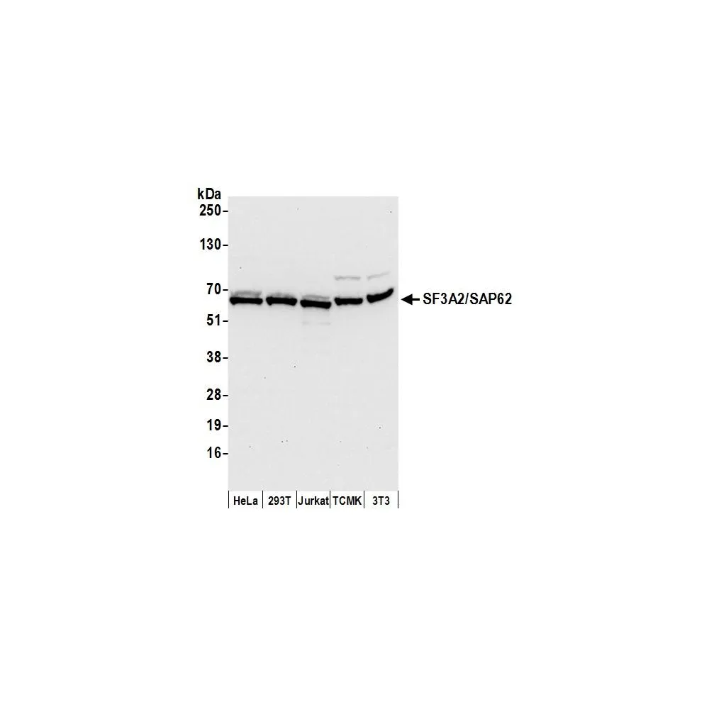 Rabbit anti-SF3A2/SAP62 Antibody, Affinity Purified
