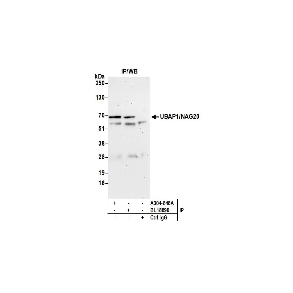 Rabbit anti-UBAP1/NAG20 Antibody, Affinity Purified