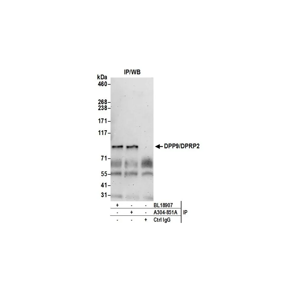 Rabbit anti-DPP9/DPRP2 Antibody, Affinity Purified