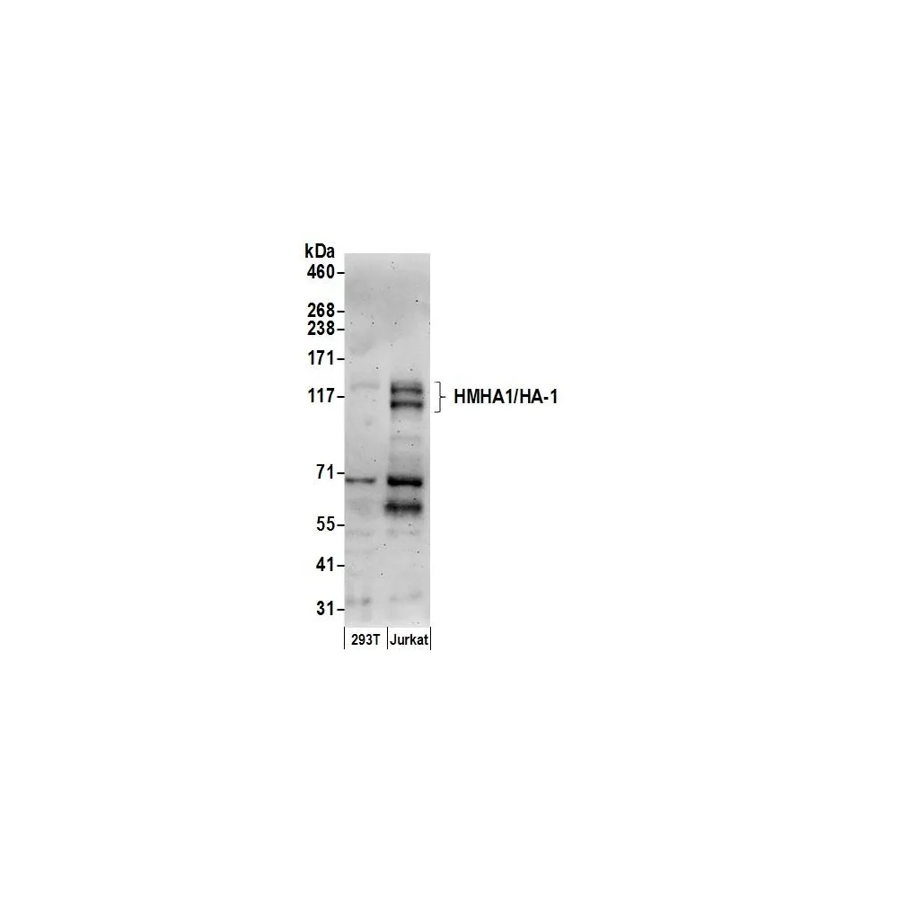 Rabbit anti-HMHA1/HA-1 Antibody, Affinity Purified