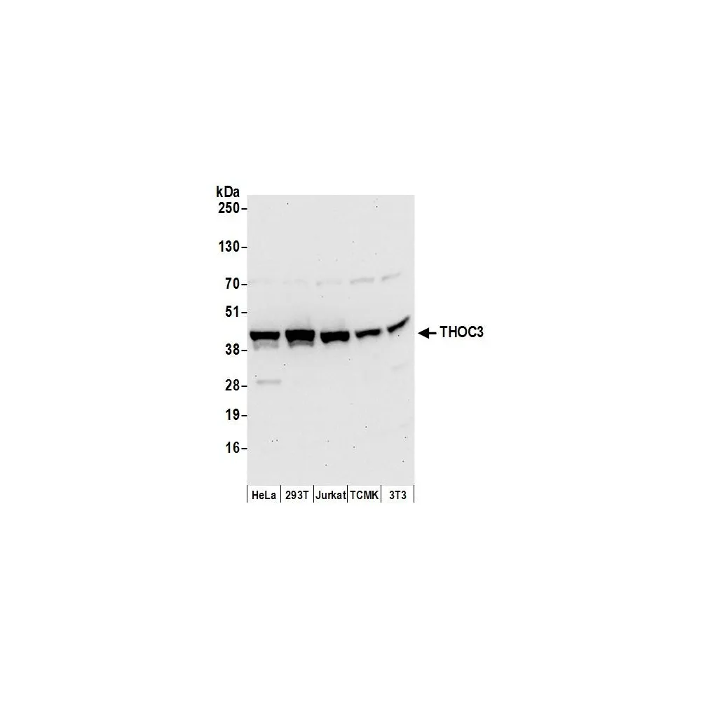 Rabbit anti-THOC3 Antibody, Affinity Purified
