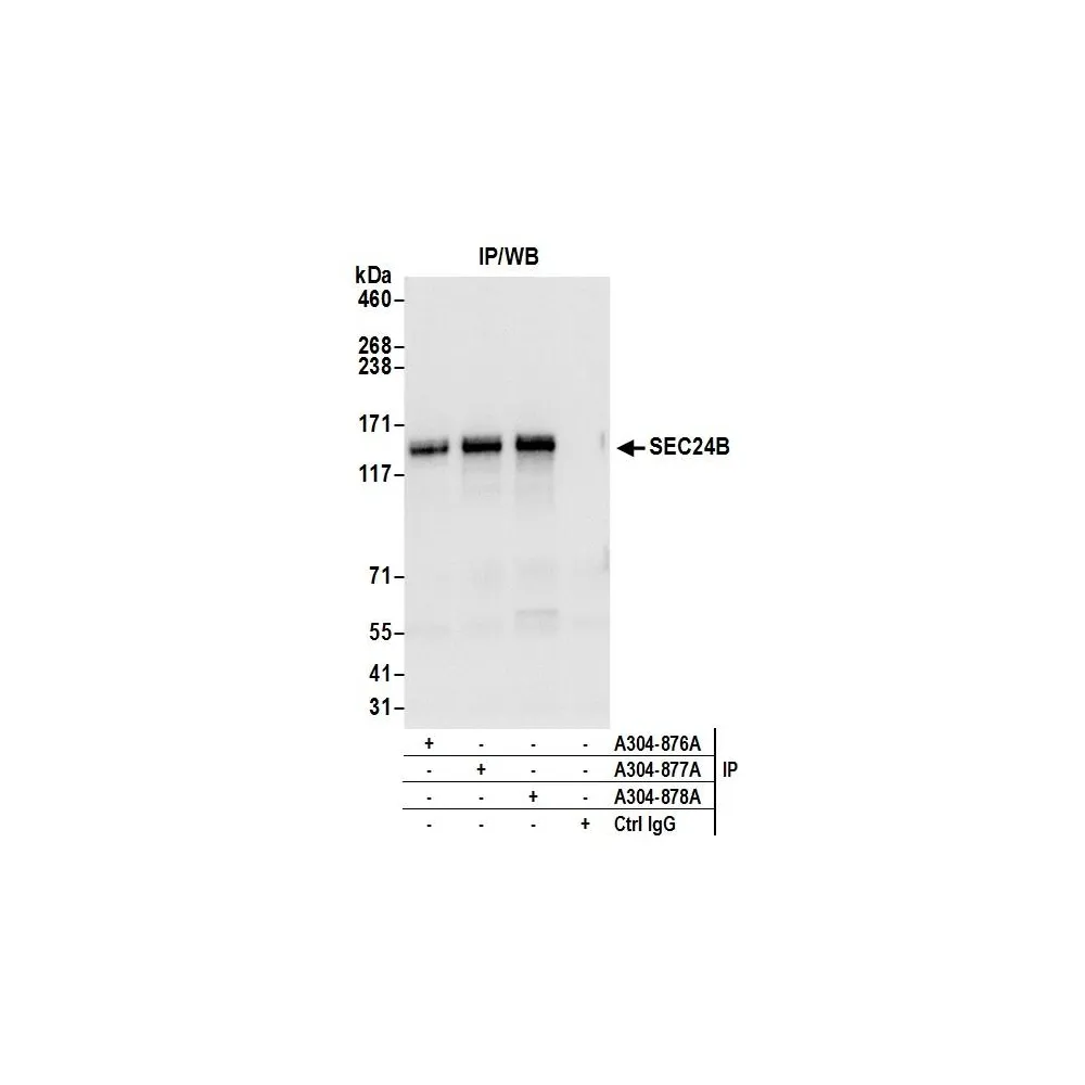 Rabbit anti-SEC24B Antibody, Affinity Purified