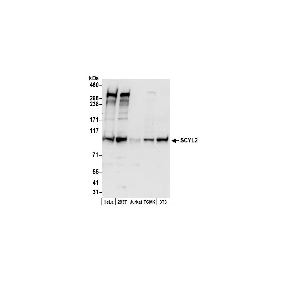 Rabbit anti-SCYL2 Antibody, Affinity Purified