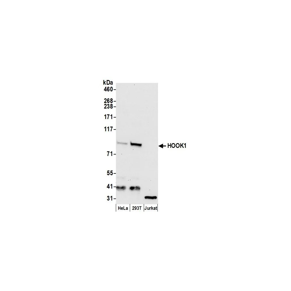 Rabbit anti-HOOK1 Antibody, Affinity Purified