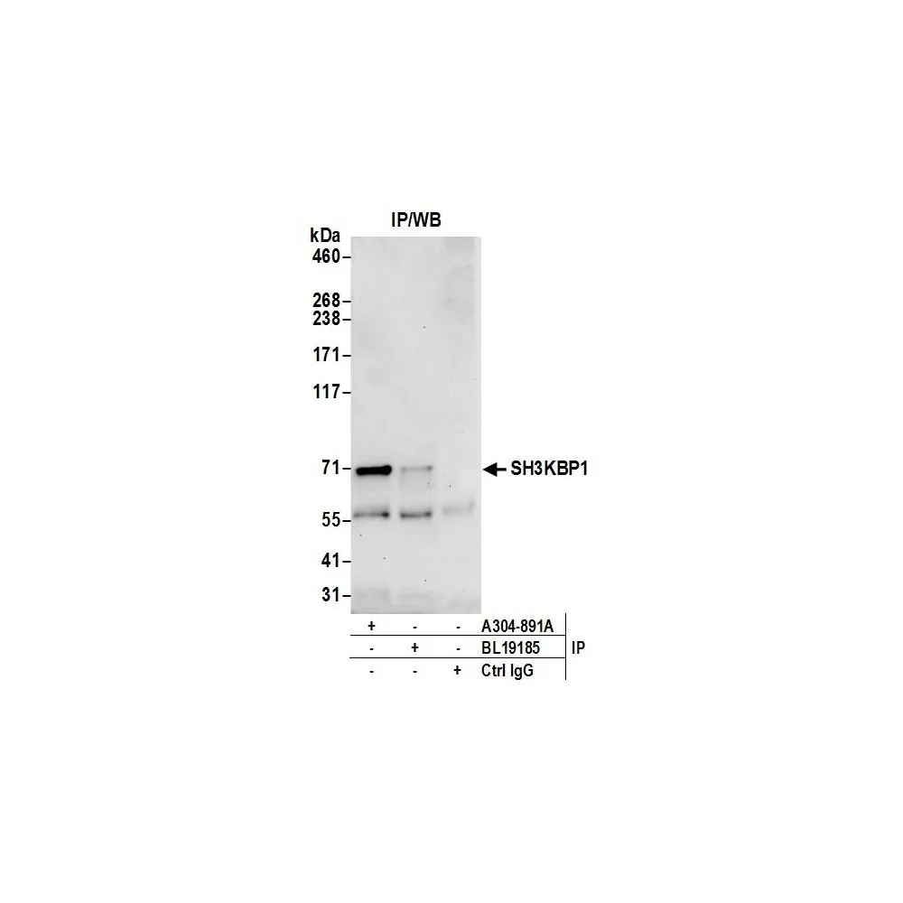 Rabbit anti-SH3KBP1 Binding Protein 1/SHKBP1 Antibody, Affinity Purified