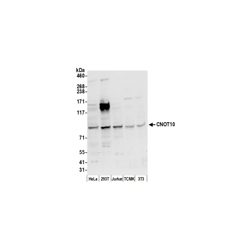 Rabbit anti-CNOT10 Antibody, Affinity Purified
