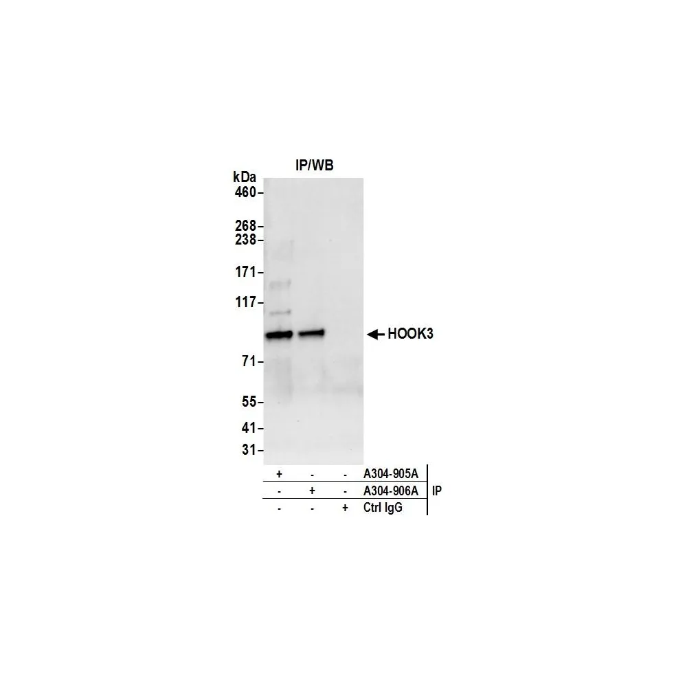 Rabbit anti-HOOK3 Antibody, Affinity Purified
