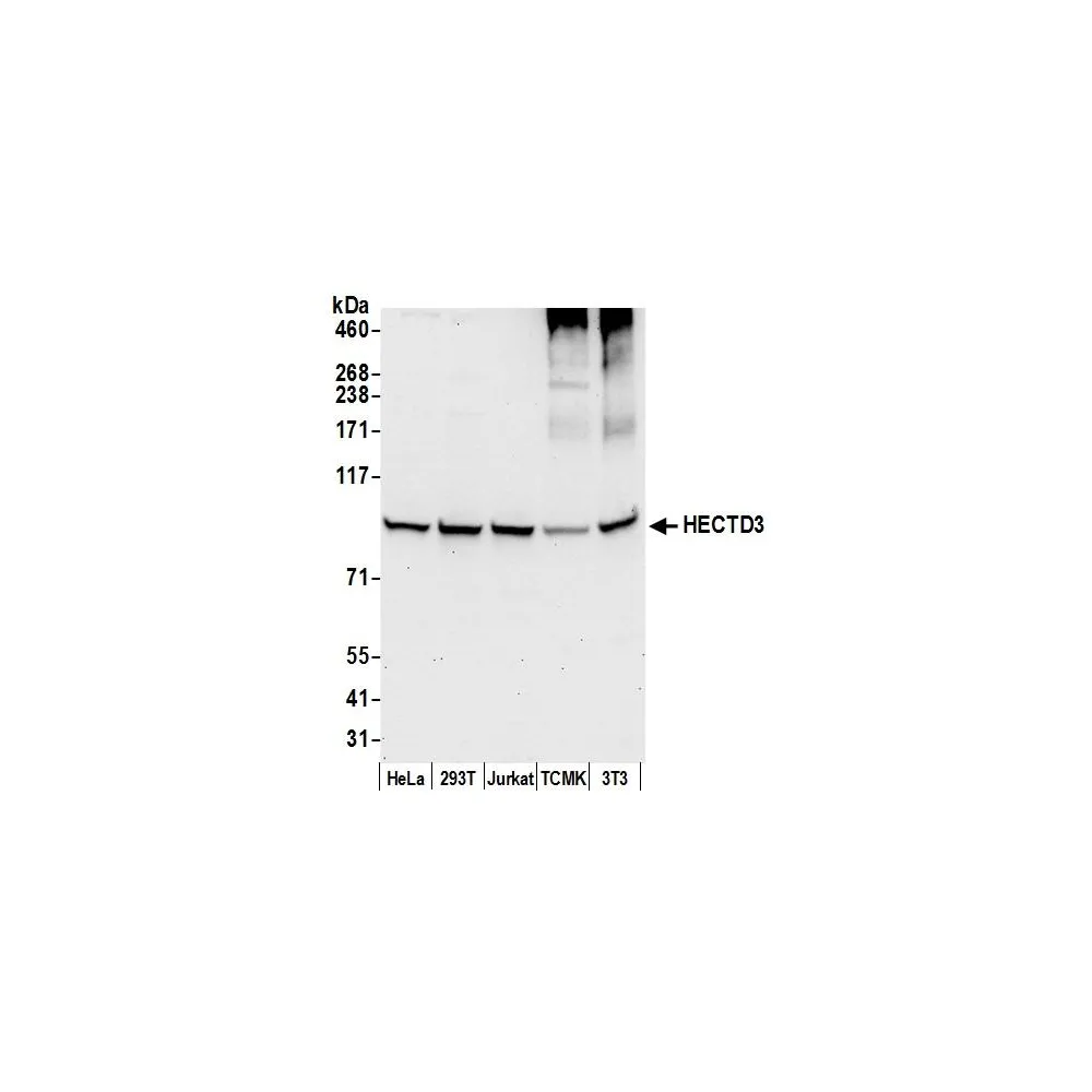 Rabbit anti-HECTD3 Antibody, Affinity Purified