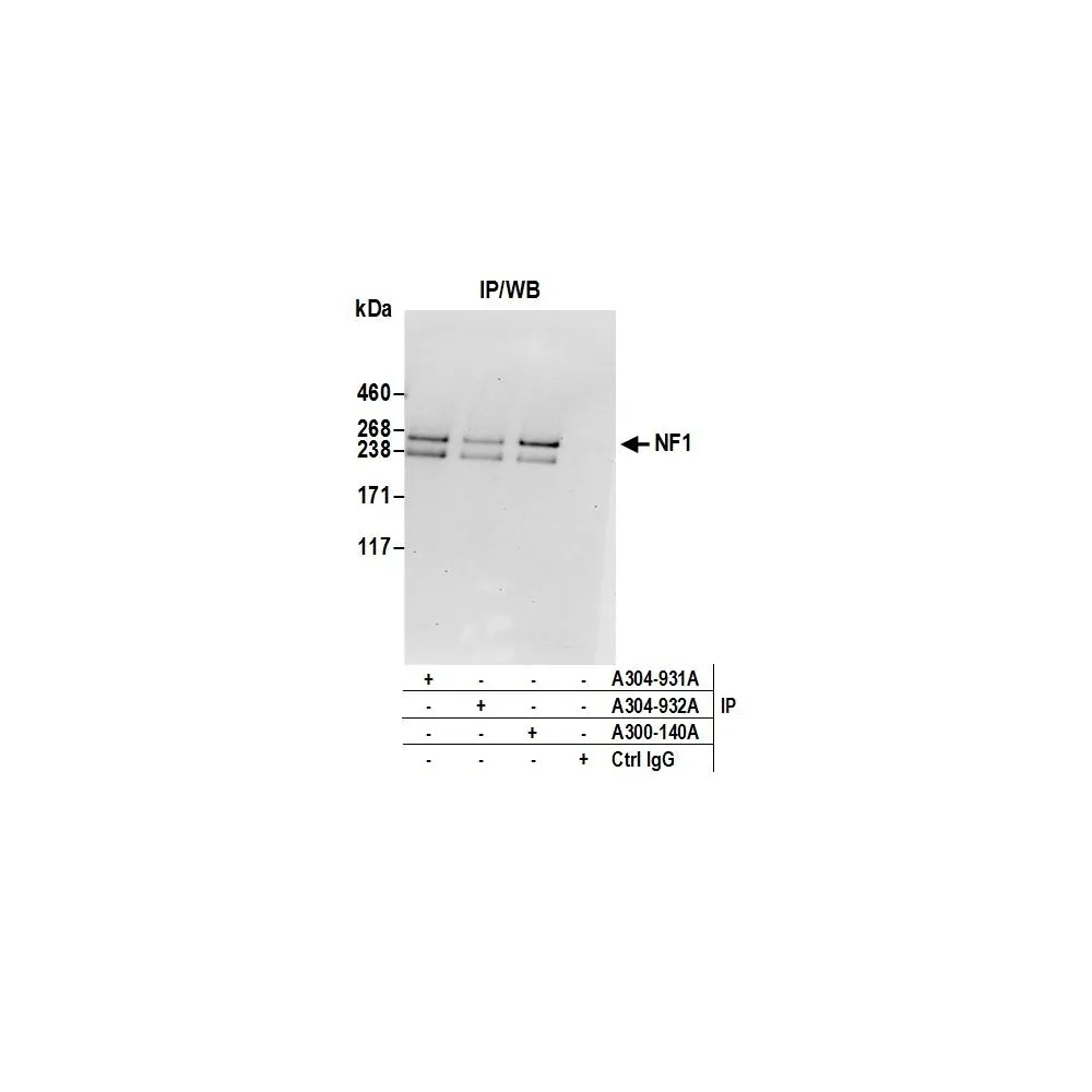 Rabbit anti-NF1 Antibody, Affinity Purified