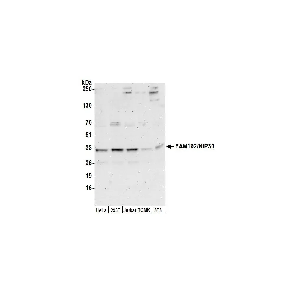 Rabbit anti-FAM192A/NIP30 Antibody, Affinity Purified