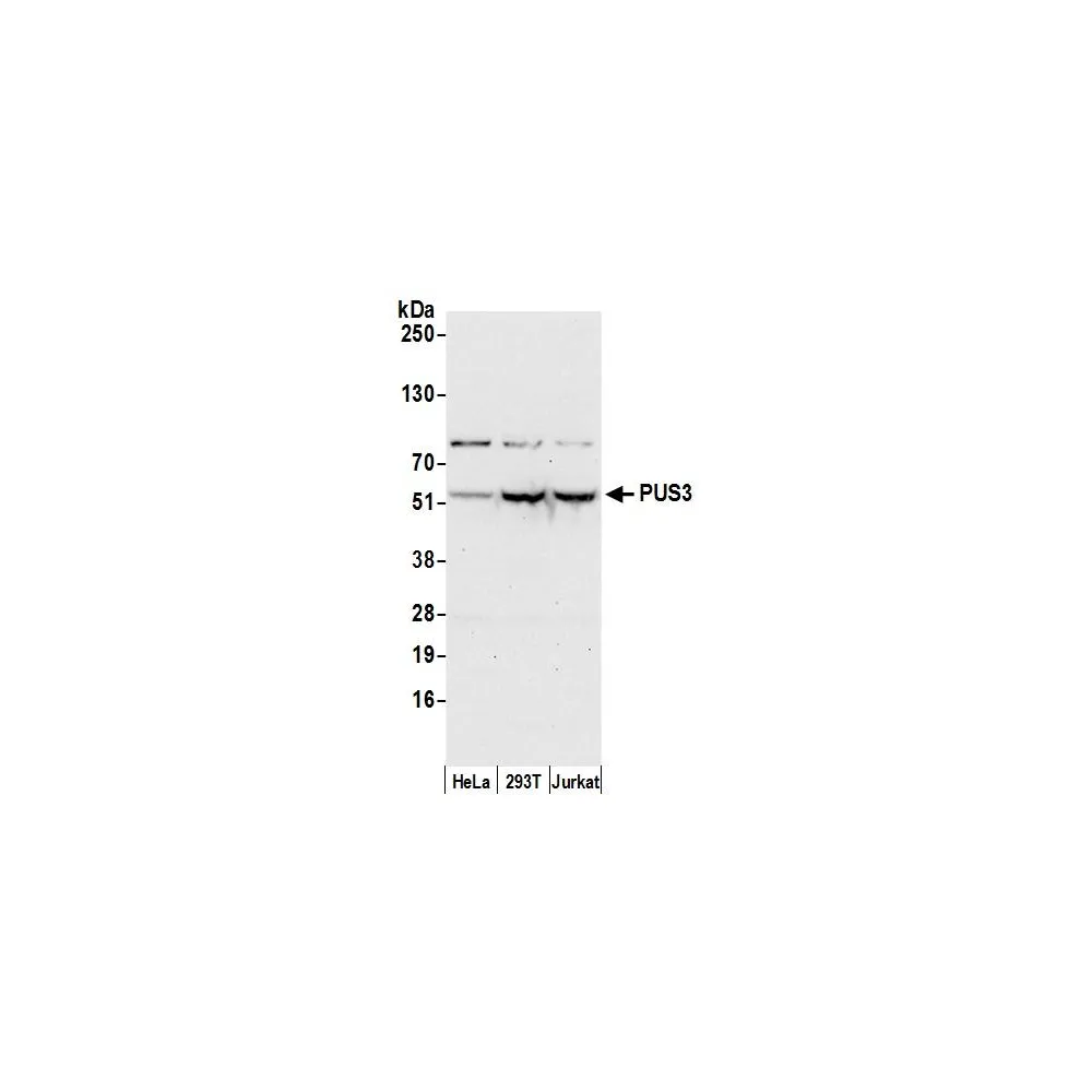 Rabbit anti-PUS3 Antibody, Affinity Purified