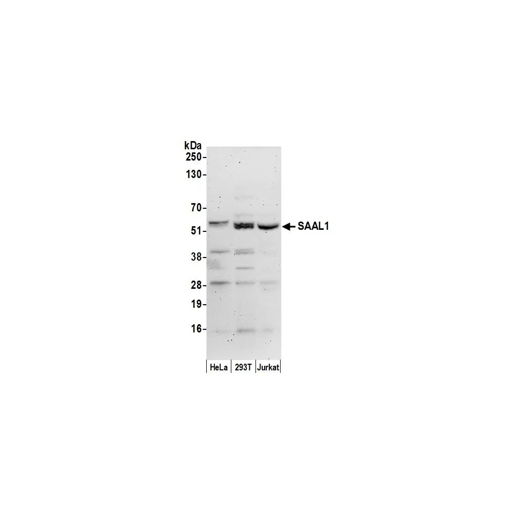 Rabbit anti-SAAL1 Antibody, Affinity Purified