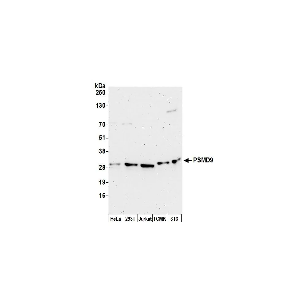 Rabbit anti-PSMD9 Antibody, Affinity Purified