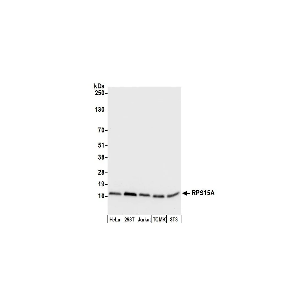 Rabbit anti-RPS15A Antibody, Affinity Purified