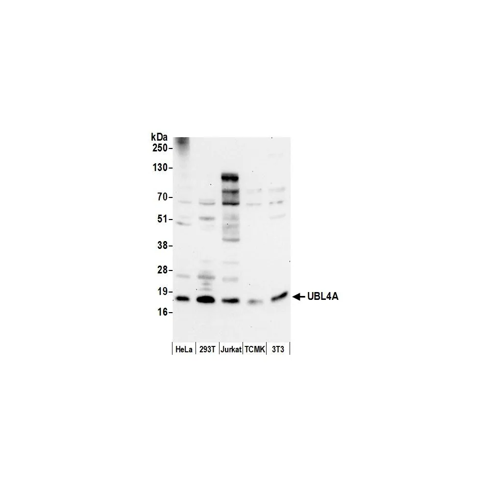 Rabbit anti-UBL4A Antibody, Affinity Purified