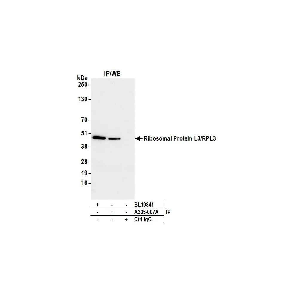 Rabbit anti-Ribosomal Protein L3/RPL3 Antibody, Affinity Purified