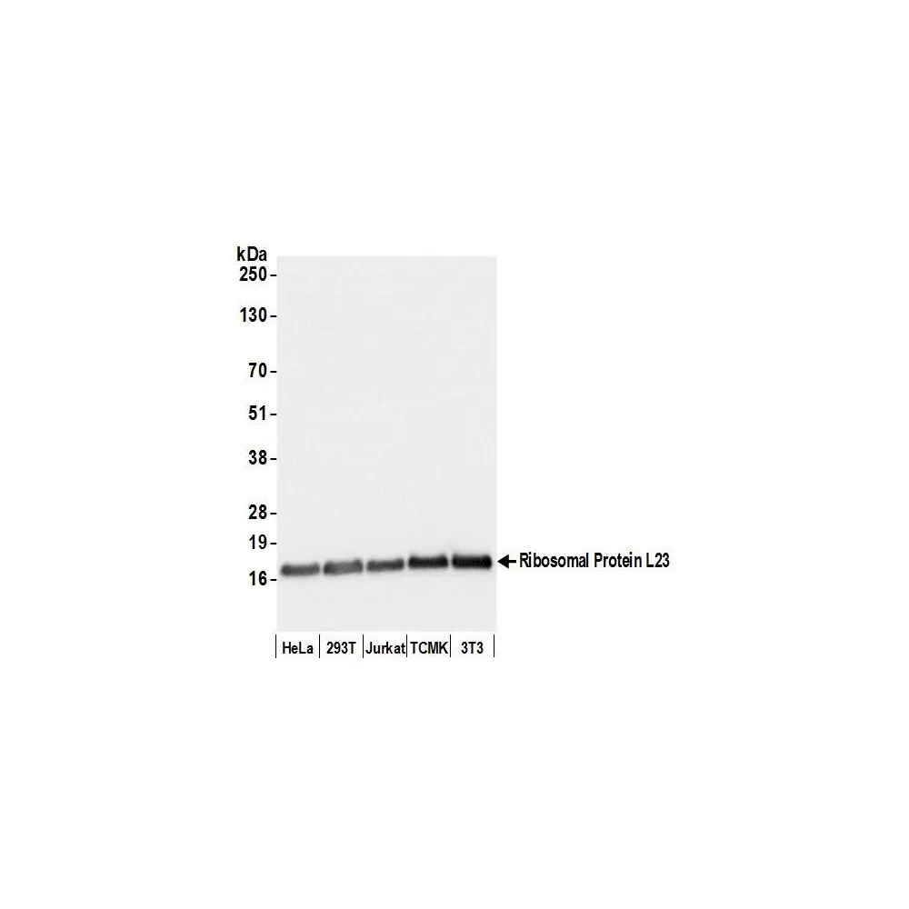 Rabbit anti-Ribosomal Protein L23/RPL23 Antibody, Affinity Purified