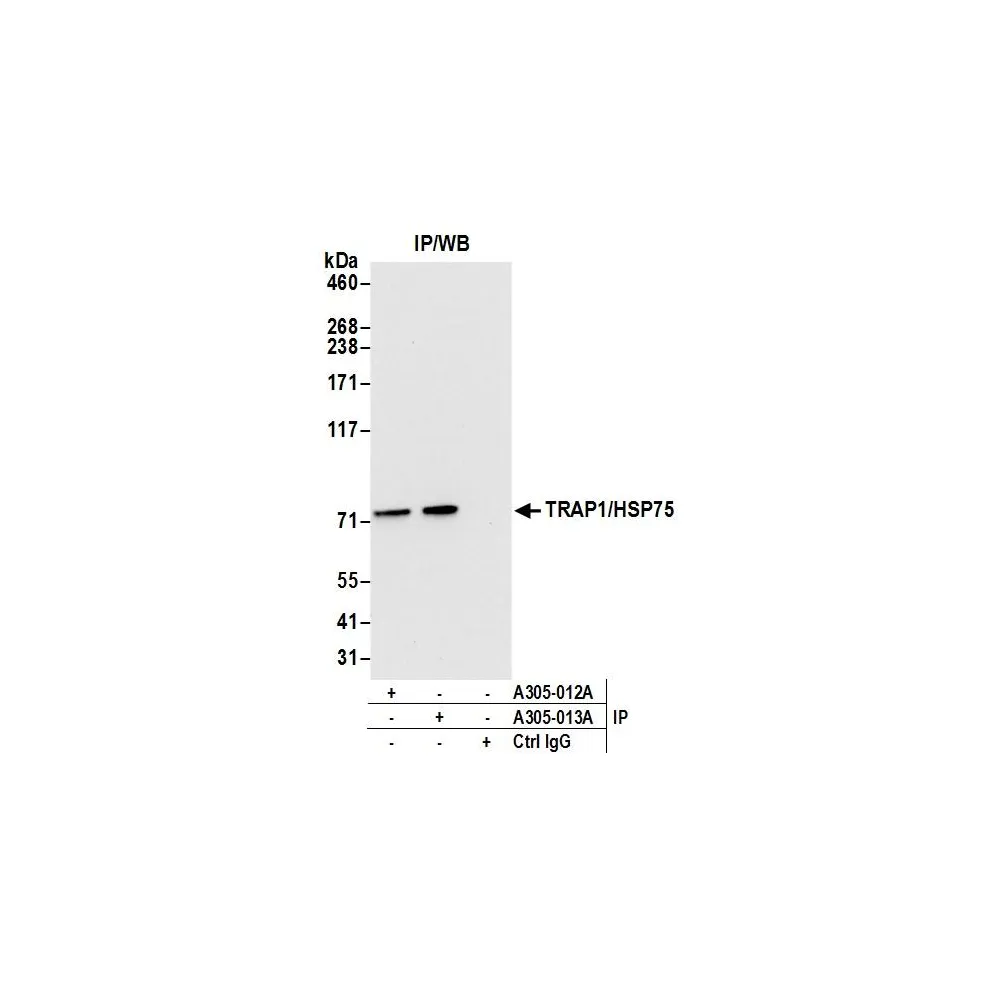 Rabbit anti-TRAP1/HSP75 Antibody, Affinity Purified