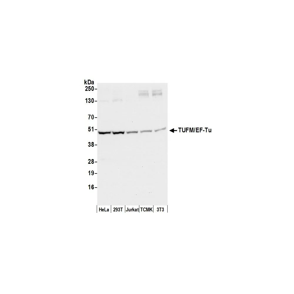 Rabbit anti-TUFM/EF-Tu Antibody, Affinity Purified