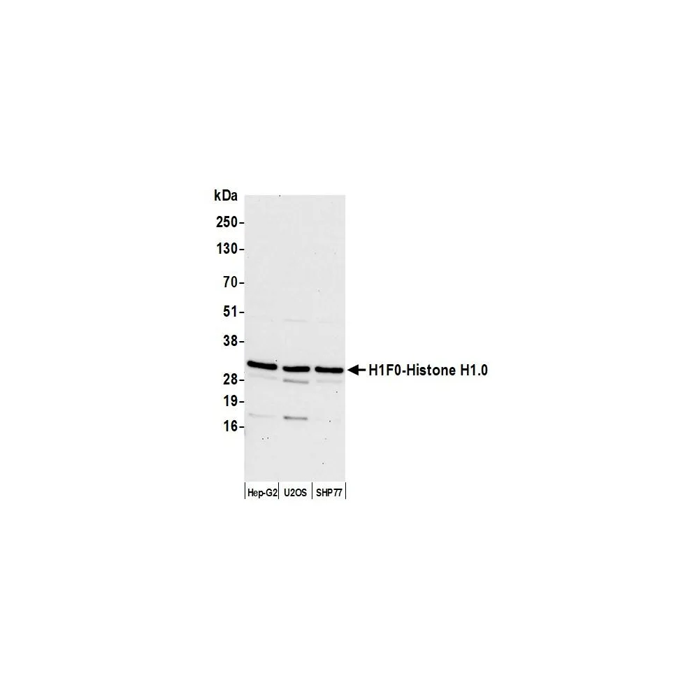 Rabbit anti-H1F0/Histone H1.0 Antibody, Affinity Purified