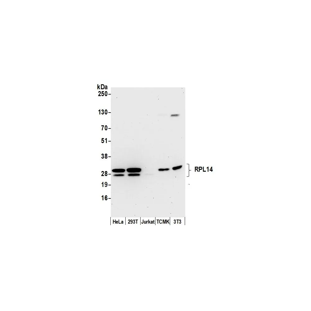 Rabbit anti-RPL14/Ribosomal Protein L14 Antibody, Affinity Purified