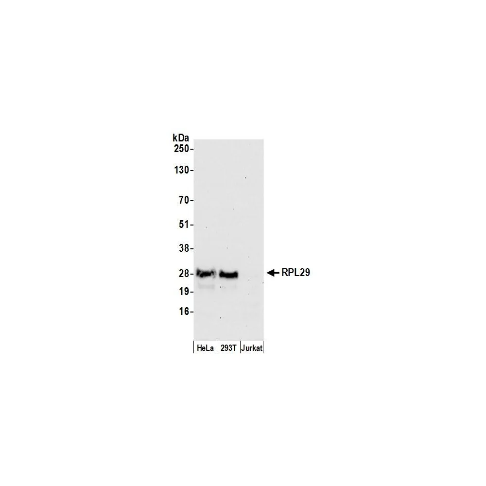 Rabbit anti-RPL29/ Ribosomal Protein L29 Antibody, Affinity Purified
