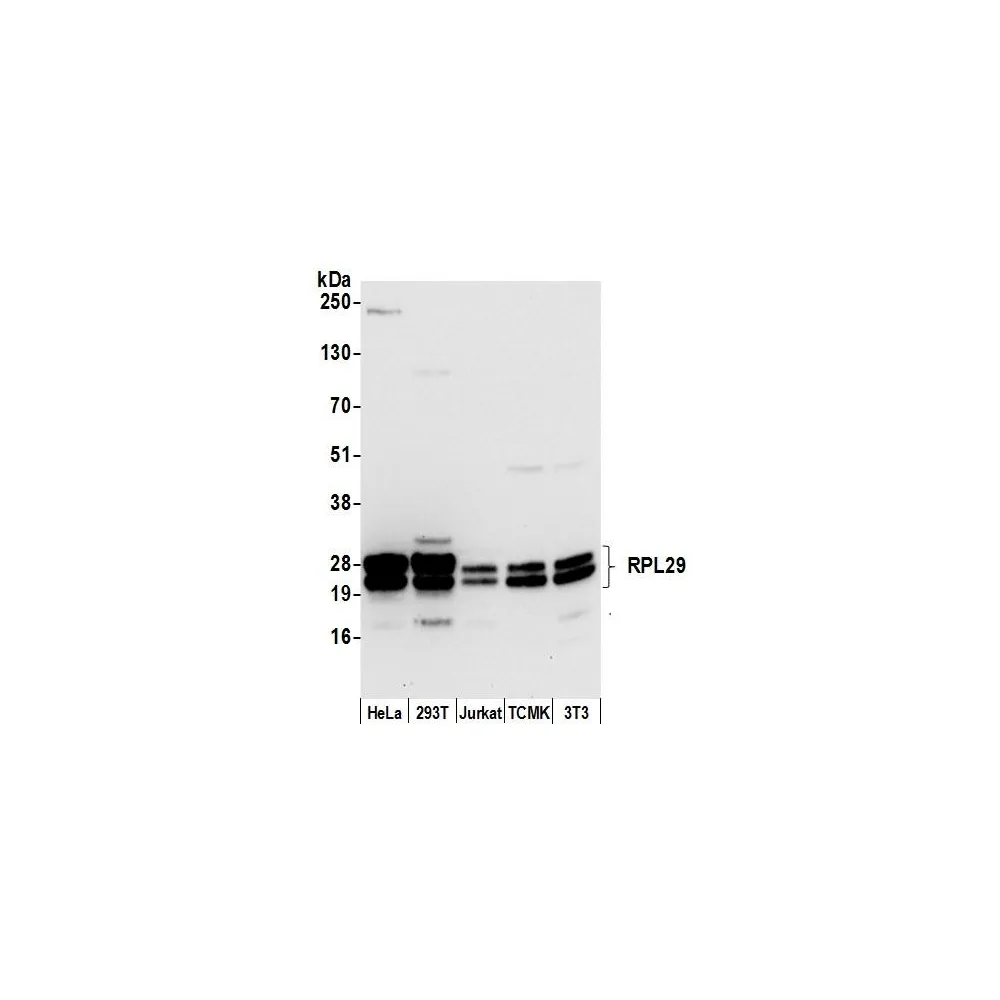 Rabbit anti-RPL29/ Ribosomal Protein L29 Antibody, Affinity Purified