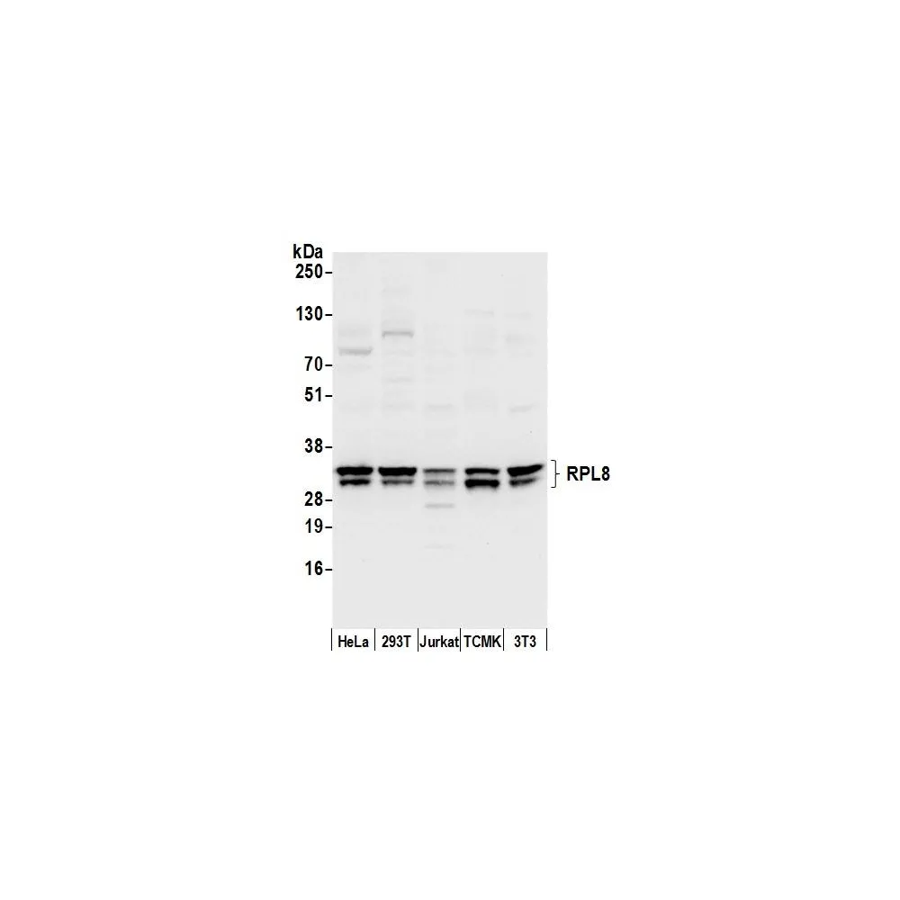 Rabbit anti-RPL8/Ribosomal Protein L8 Antibody, Affinity Purified
