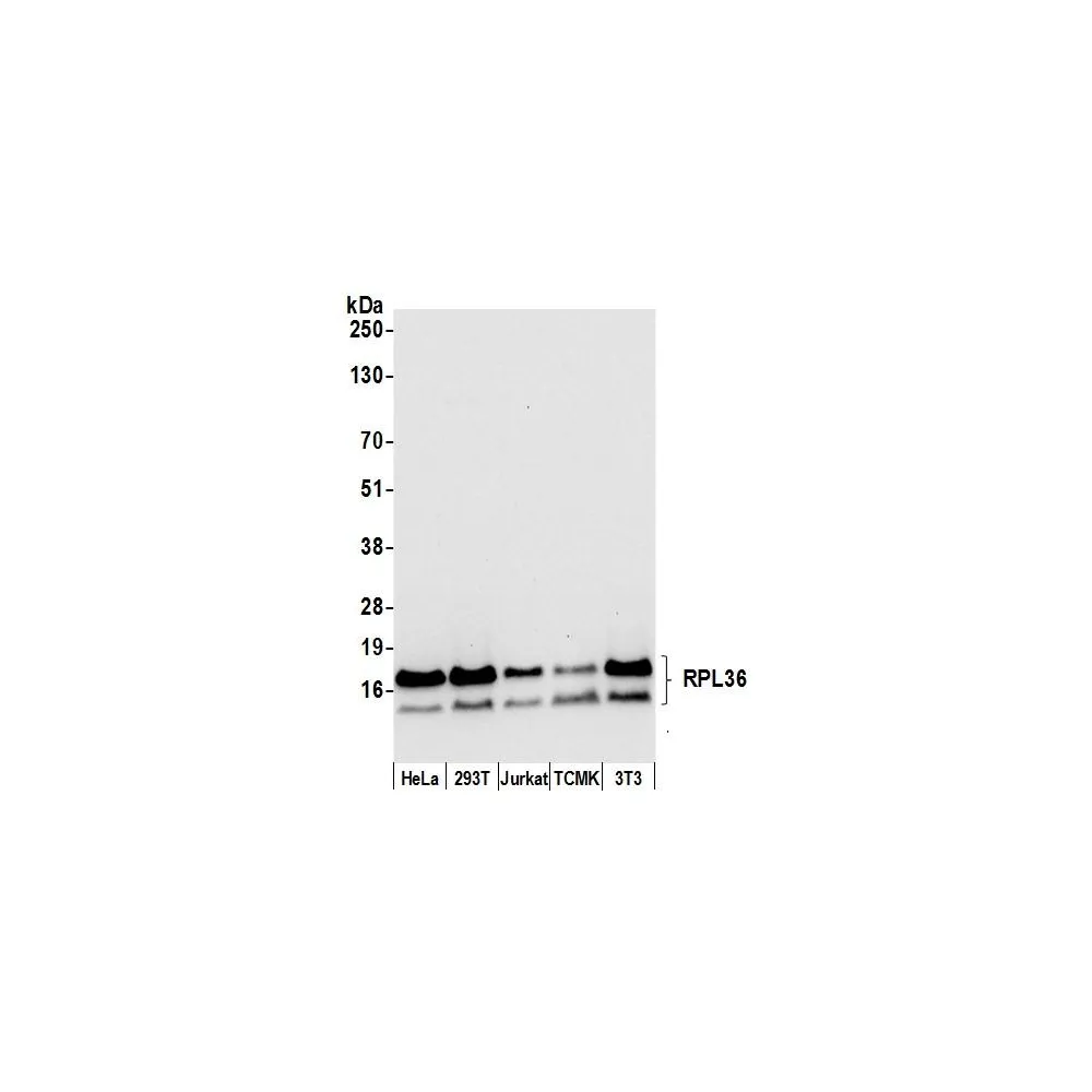Rabbit anti-RPL36/Ribosomal Protein L36 Antibody, Affinity Purified