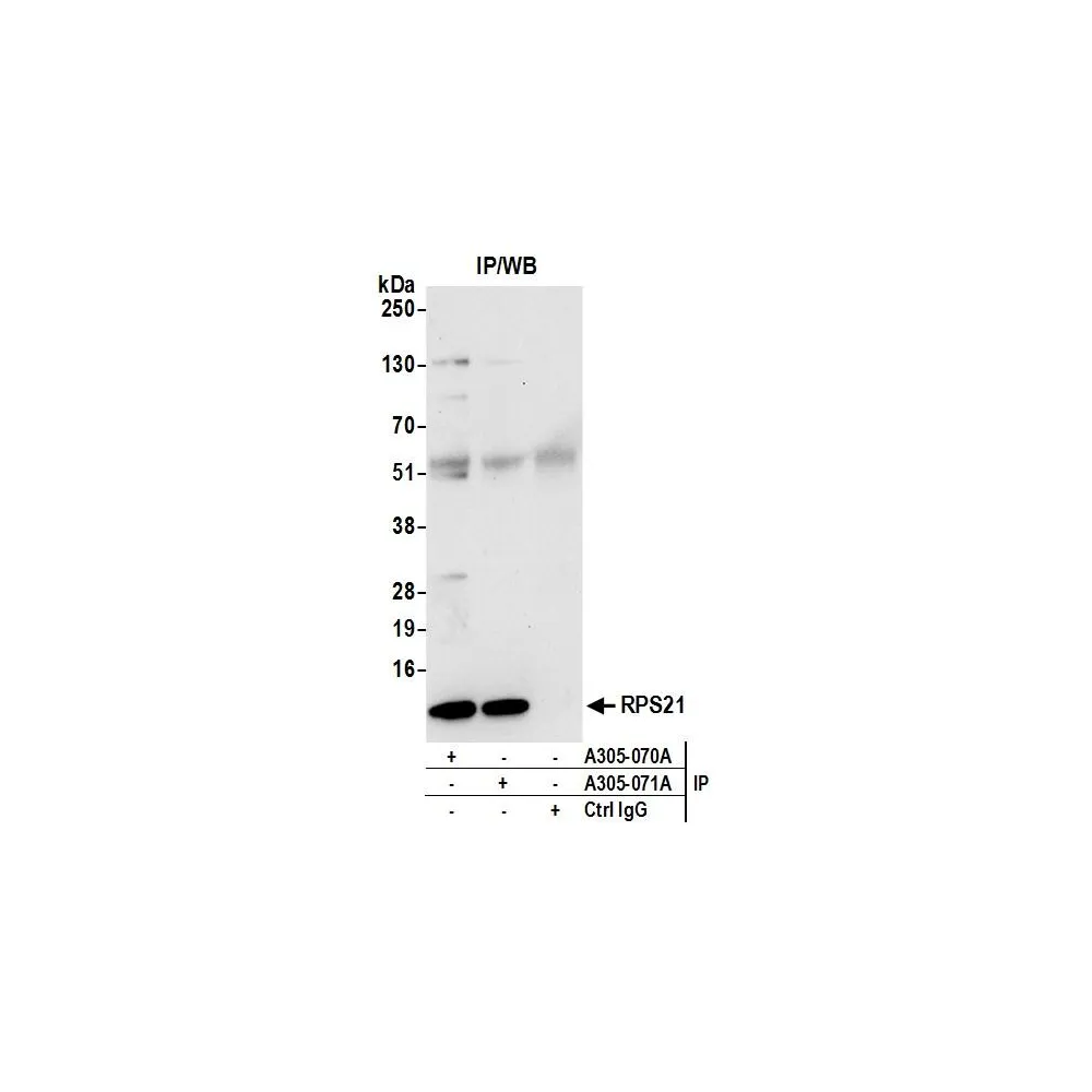 Rabbit anti-RPS21/Ribosomal Protein S21 Antibody, Affinity Purified
