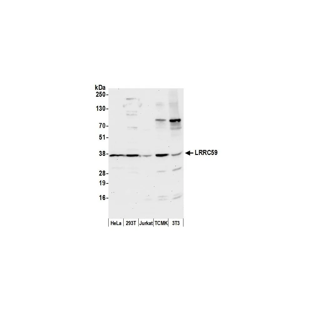 Rabbit anti-LRRC59 Antibody, Affinity Purified