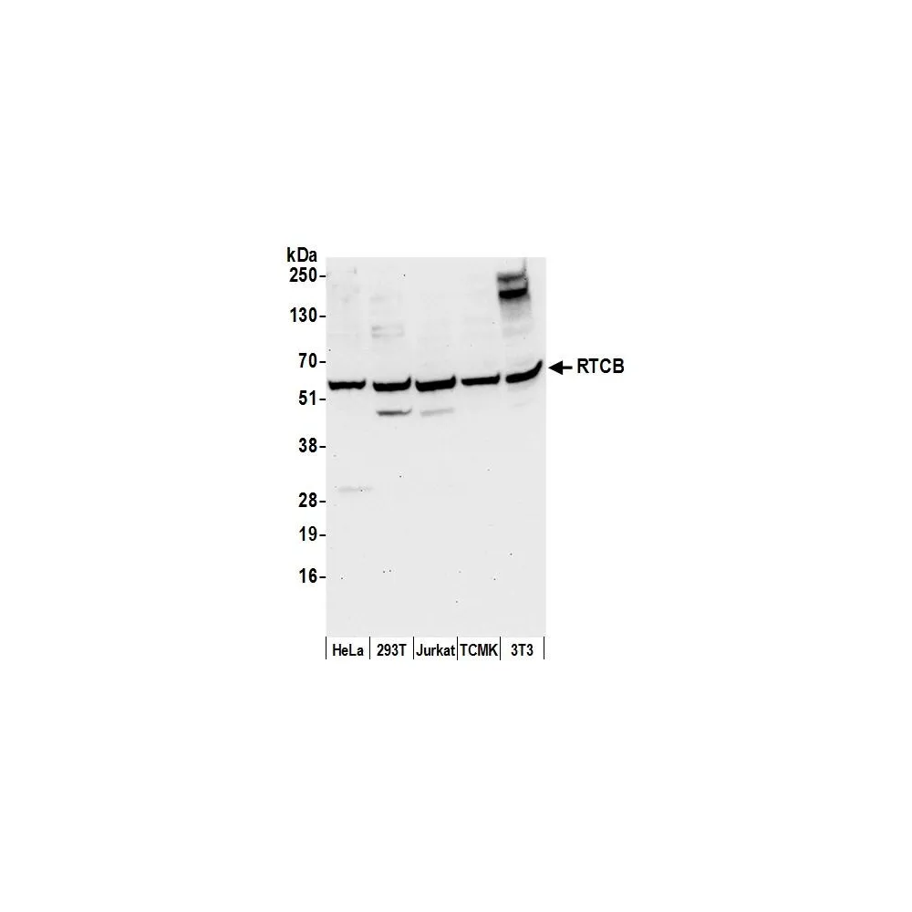 Rabbit anti-RTCB/C22orf28/FAAP Antibody, Affinity Purified