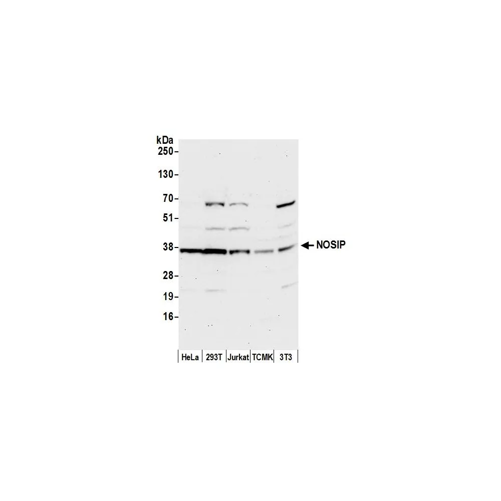 Rabbit anti-NOSIP Antibody, Affinity Purified