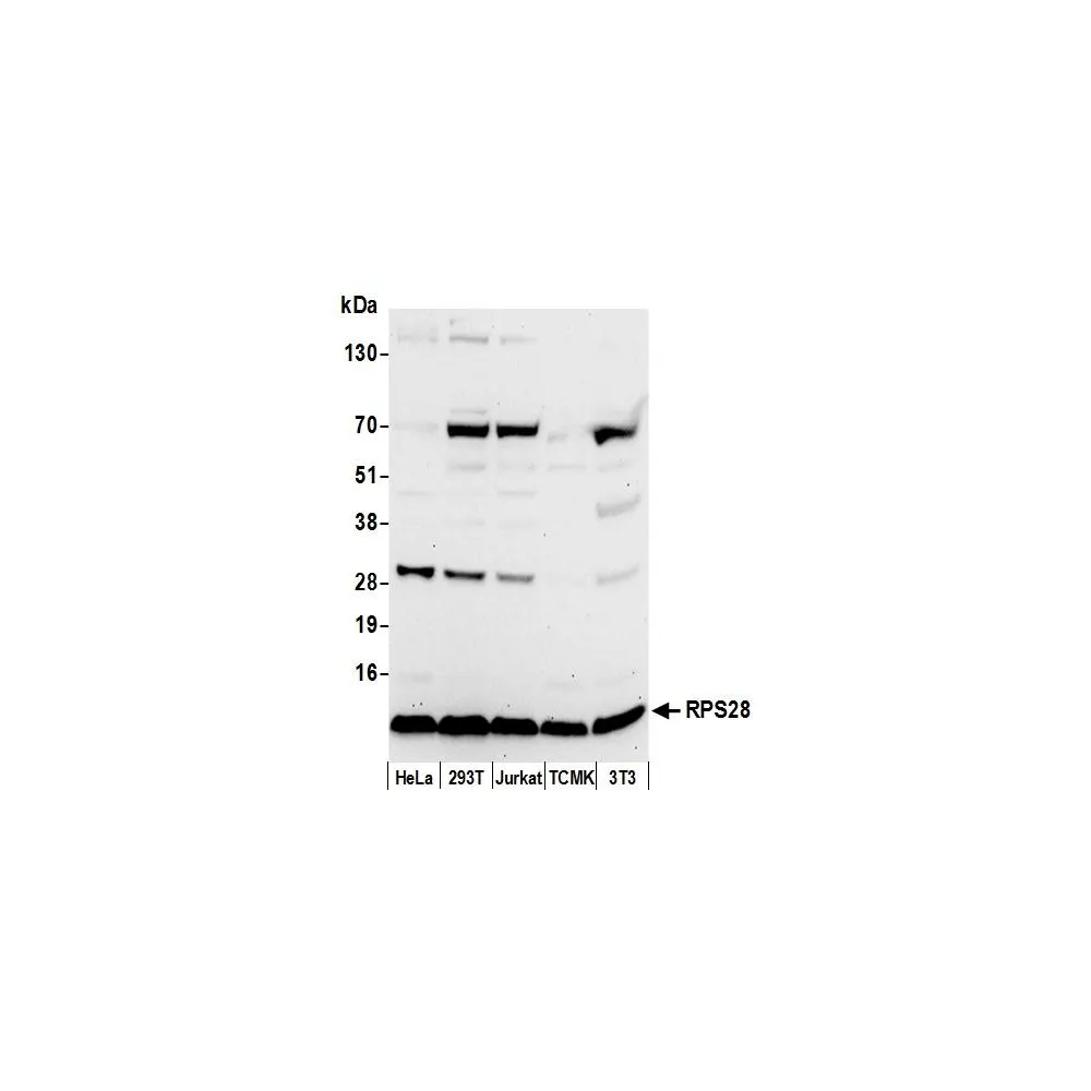 Rabbit anti-RPS28/Ribosomal Protein S28 Antibody, Affinity Purified