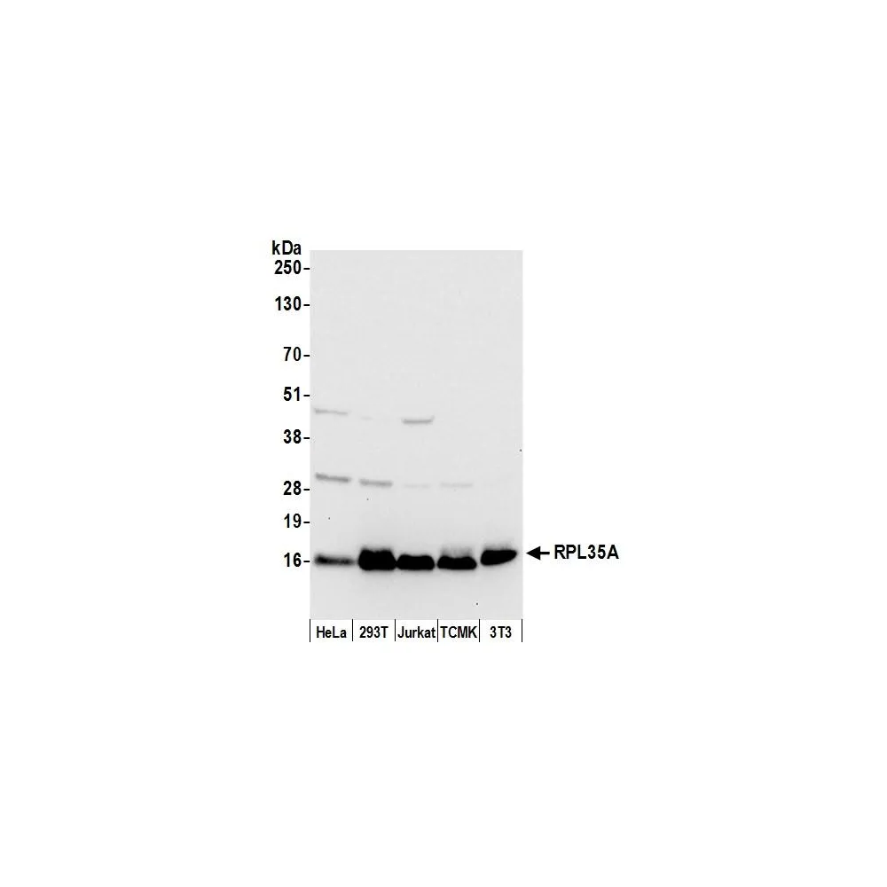 Rabbit anti-RPL35A/Ribosomal Protein L35a Antibody, Affinity Purified