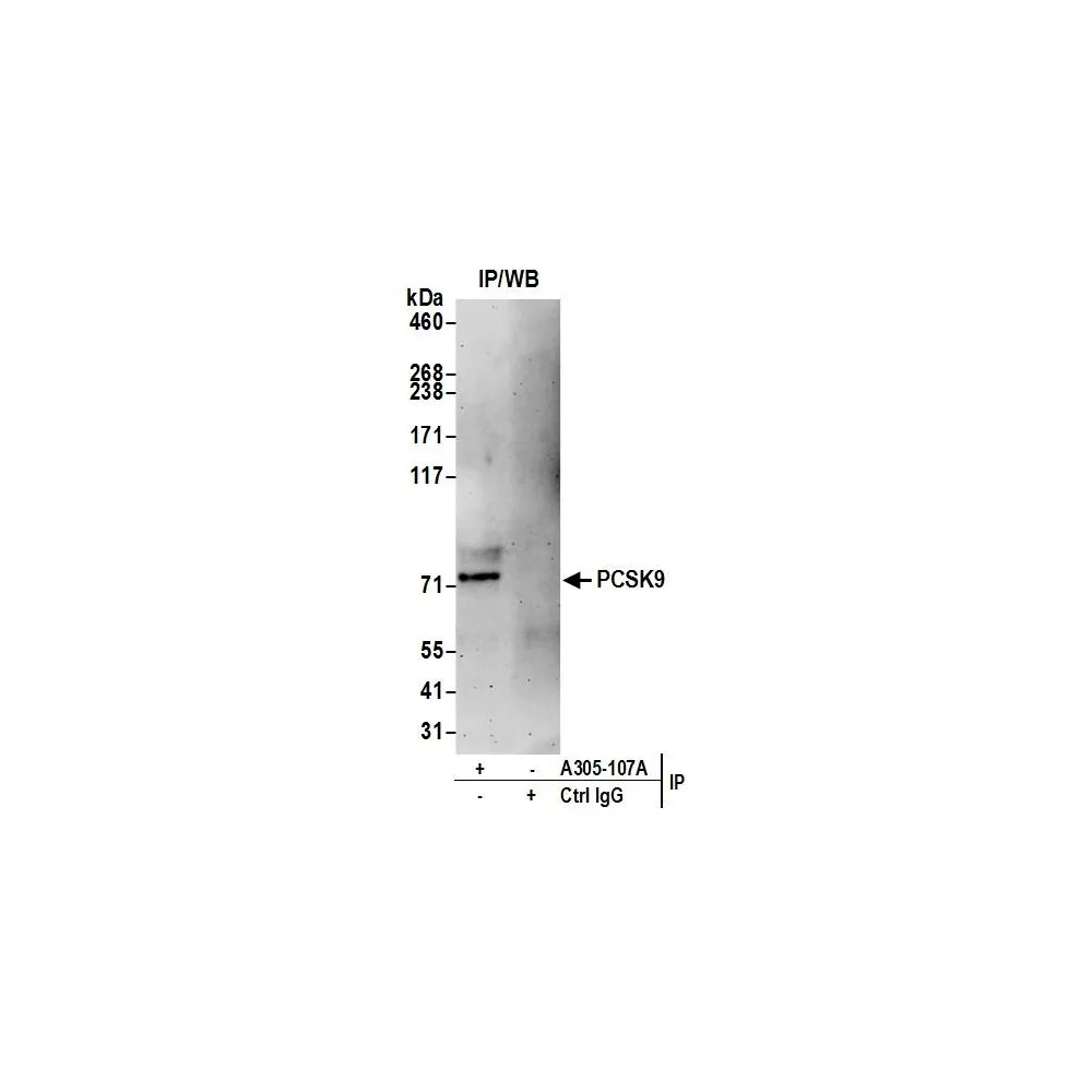 Rabbit anti-PCSK9 Antibody, Affinity Purified