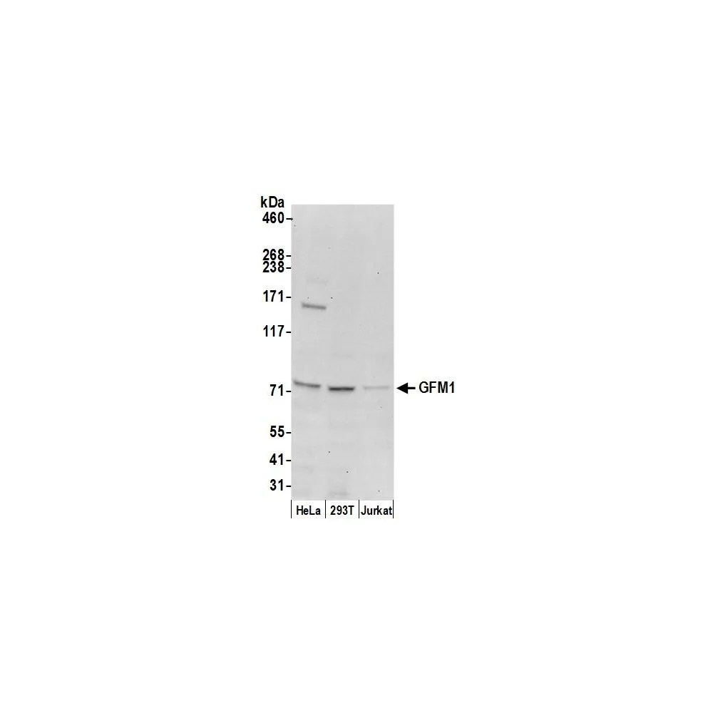 Rabbit anti-GFM1 Antibody, Affinity Purified