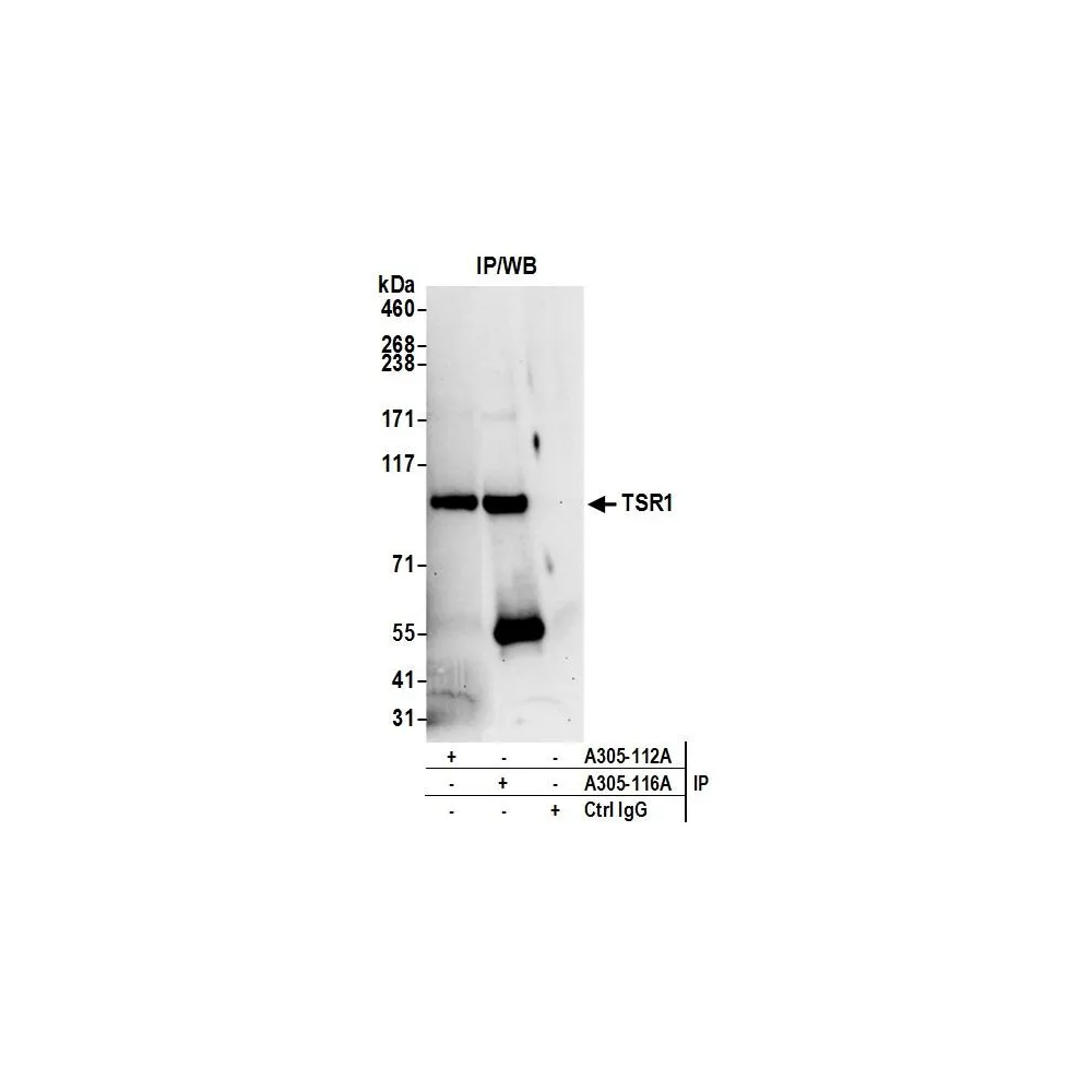 Rabbit anti-TSR1 Antibody, Affinity Purified